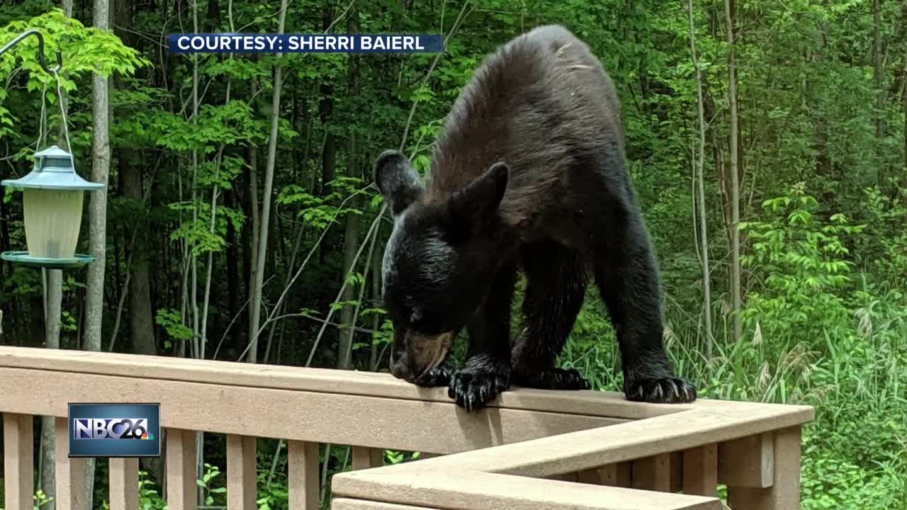 Bear spotted in Howard-Suamico area
