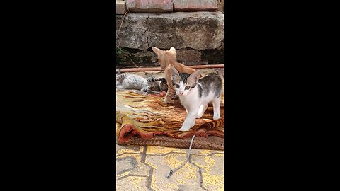 Cat fight while playing