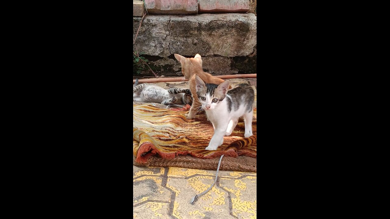 Cat fight while playing