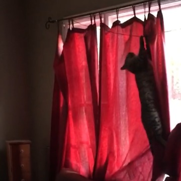Random Cat Found In House Freaks Out