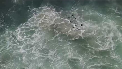 ついに家に帰る救出されたペンギン