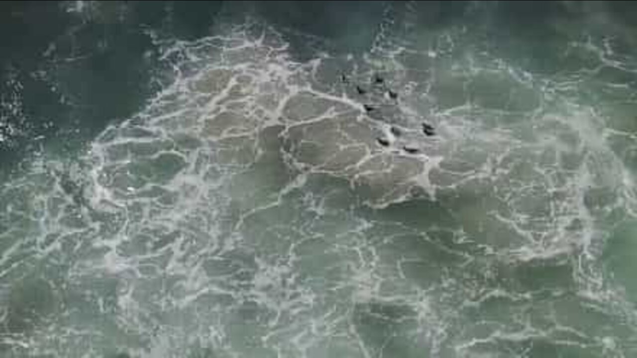 ついに家に帰る救出されたペンギン