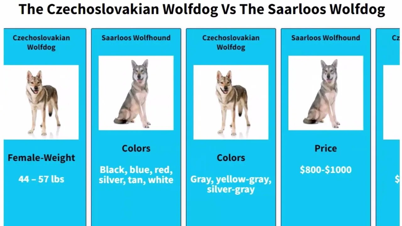 The Czechoslovakian Wolfdog Vs The Saarloos Wolfdog