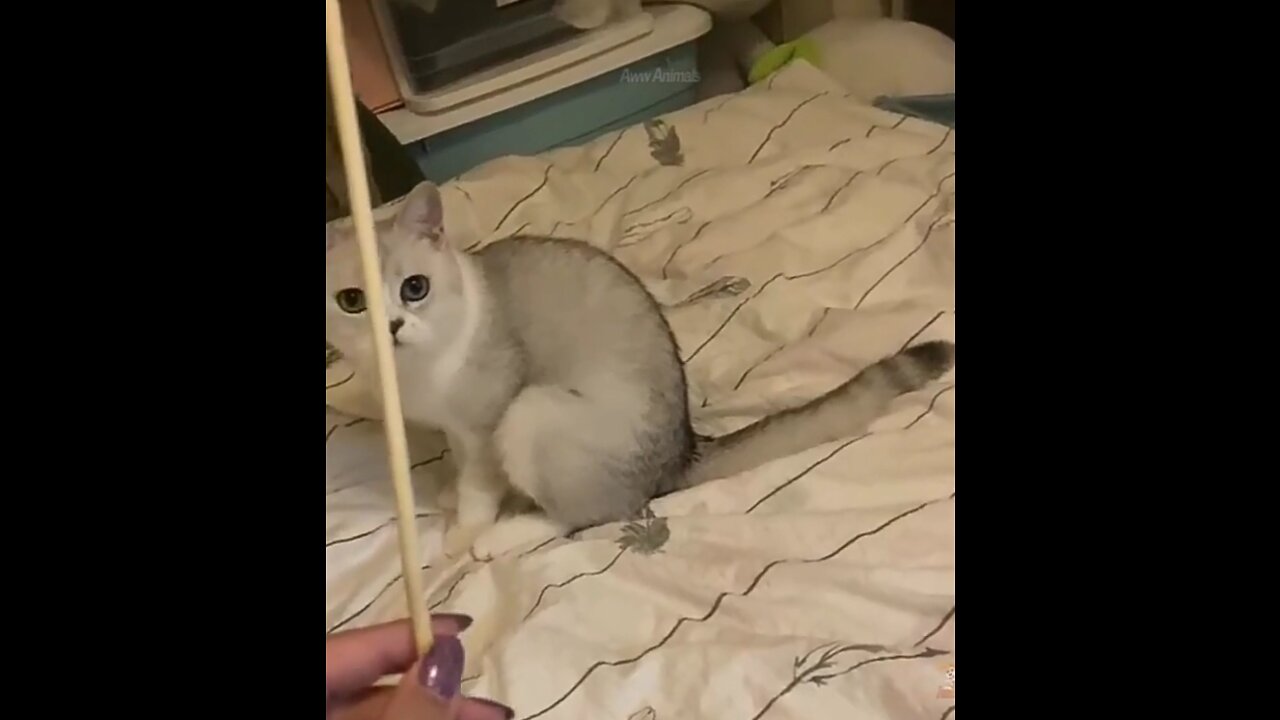 Best trick to sharp cat's mind