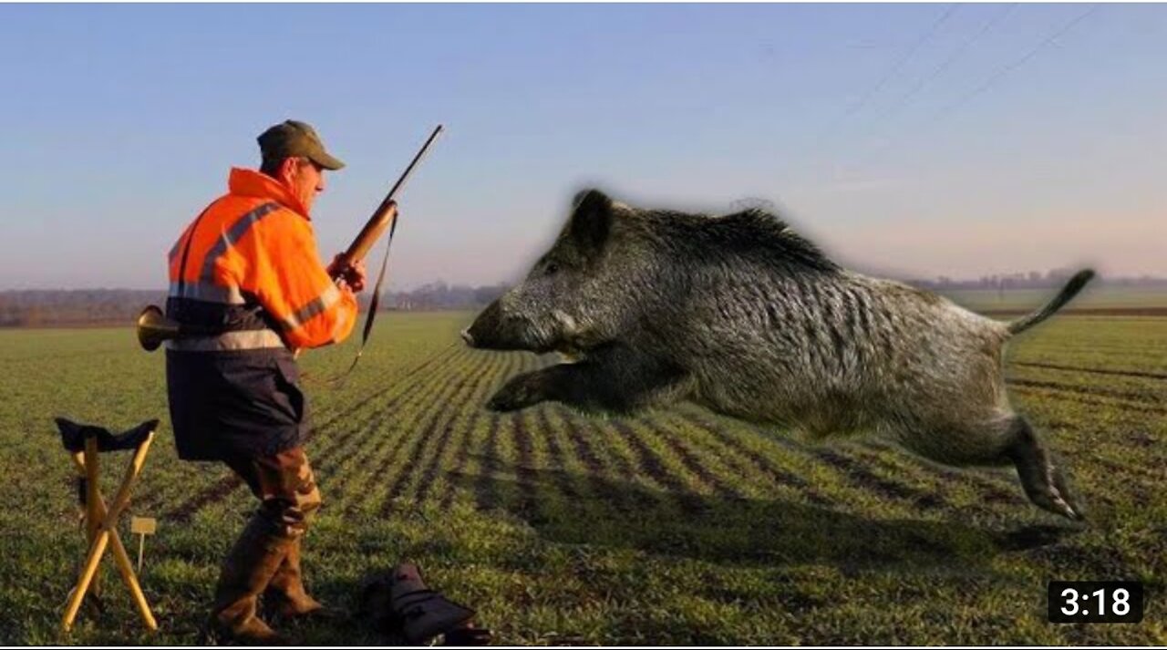 Top five wild boar attacks