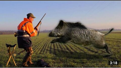 Top five wild boar attacks