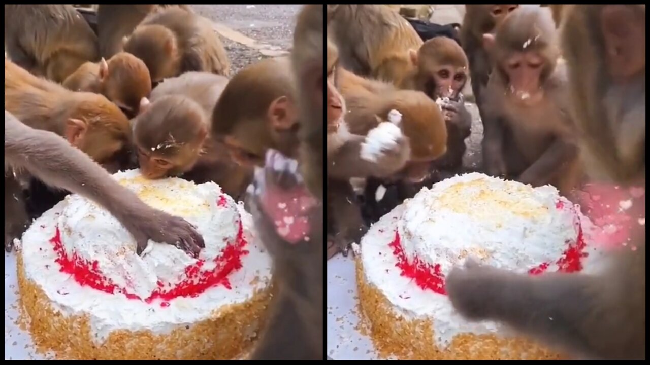 Monkeys celebrate a birthday