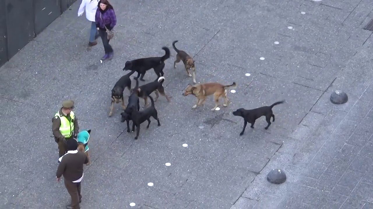 WATCH LATER ADD TO QUEUE MUST SEE!! POLICE DOG ATTACKED BY PACK OF STRAY DOGS