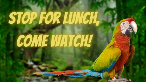 Stop for lunch, come watch!