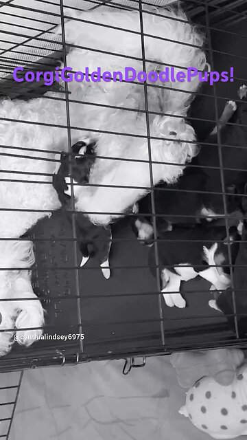 Corgi GoldenDoodle pups