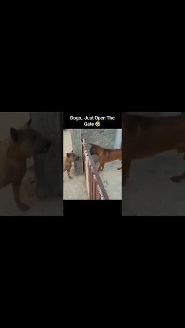 Dogs.. Just Open The Gate 🤣