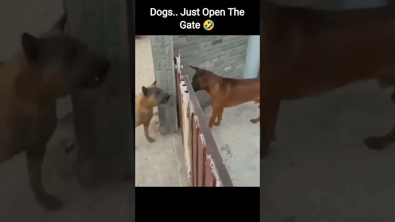 Dogs.. Just Open The Gate 🤣