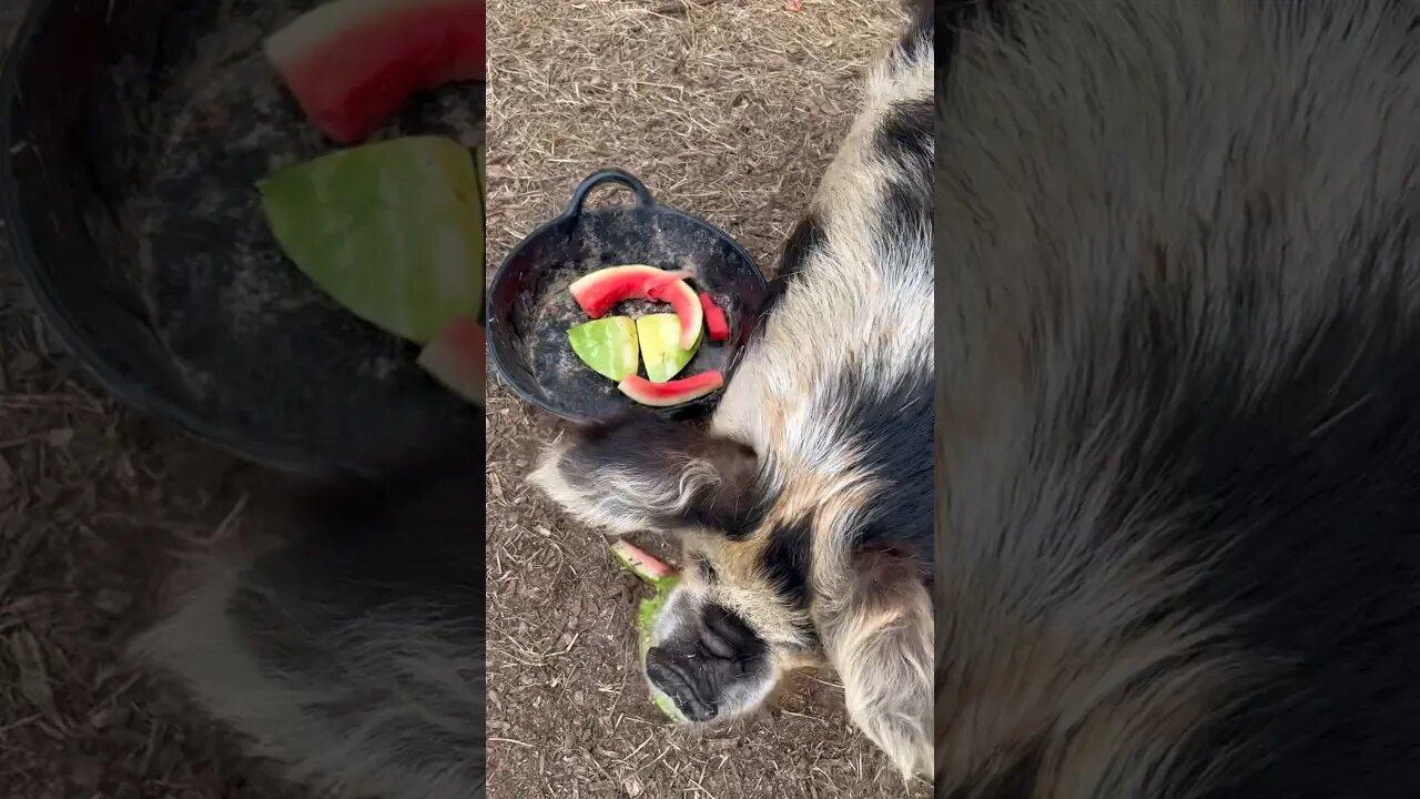 Pigs 🐖 enjoying watermelon 🍉 #kunekune #pigs #homestead #farmlife #reels #youtube #yt #love