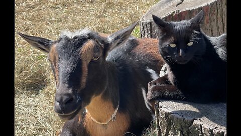 Cat vs goat funny animal vines