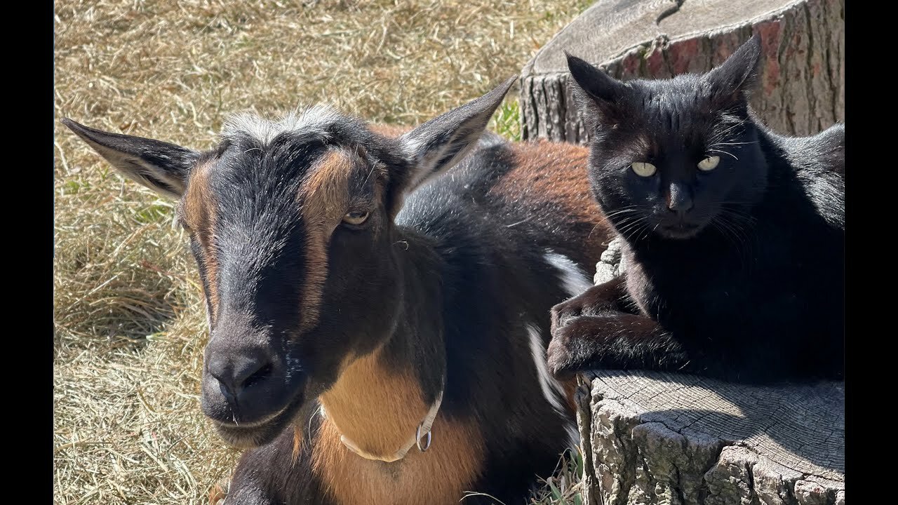 Cat vs goat funny animal vines