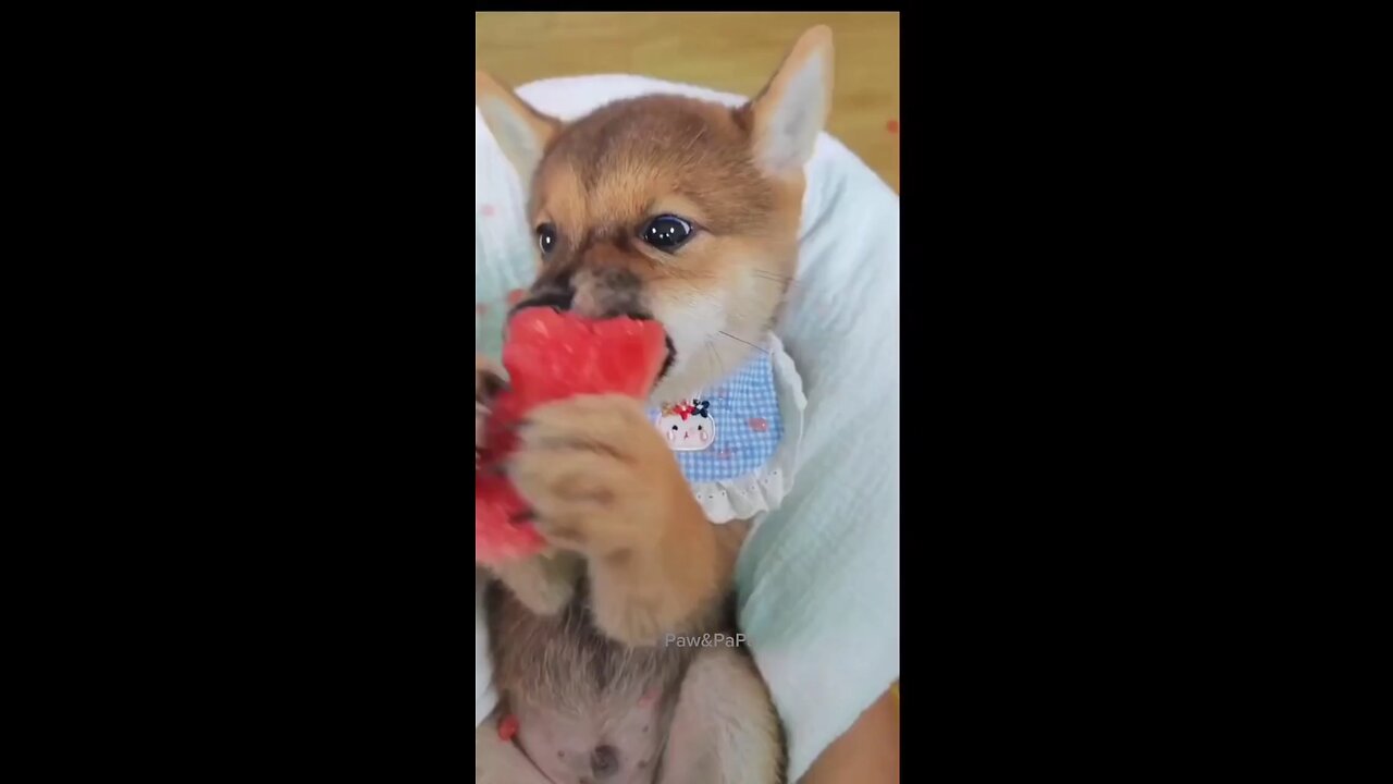 funny moment's animals