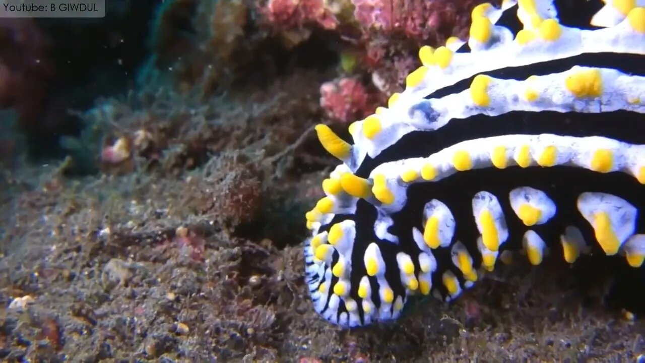 10 Amazing Sea Creatures You've Never Seen Before