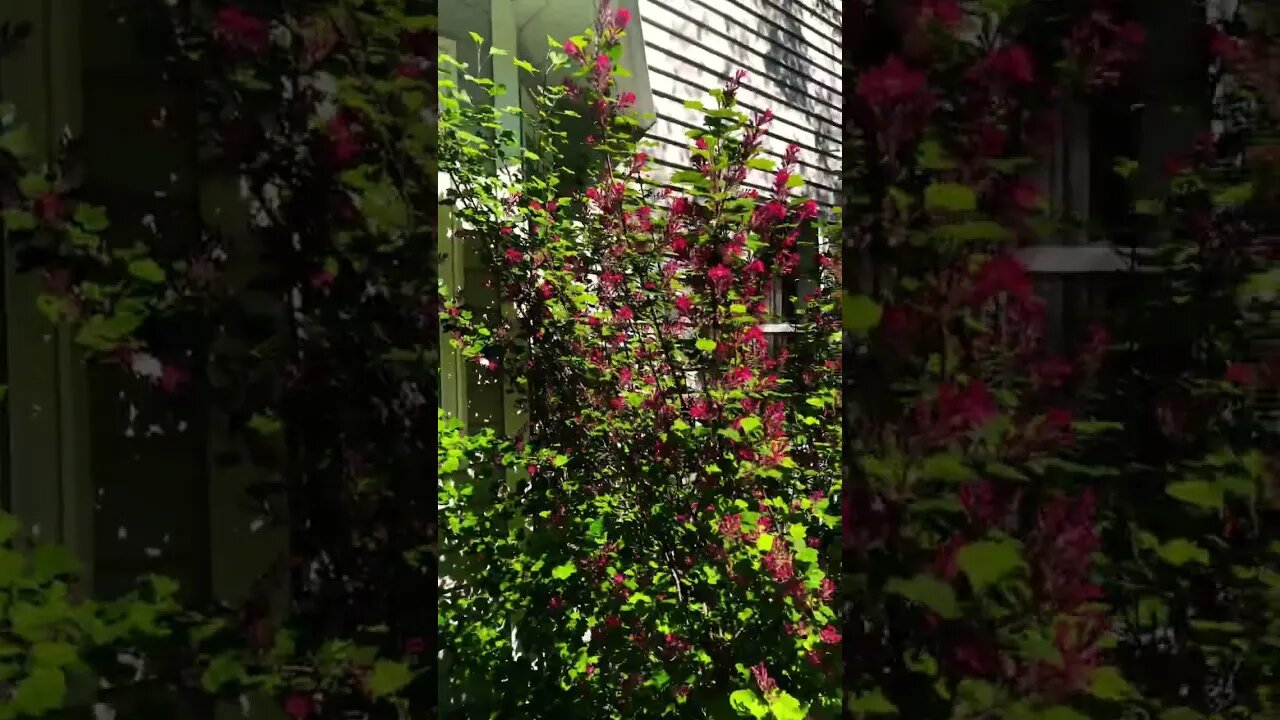 Can you spot the bumble bee? I saw it while filming but hard to see now