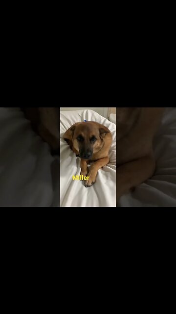 [Shorts 0063] MILLER [#dogs #doggos #doggies #puppies #dogdaycare]