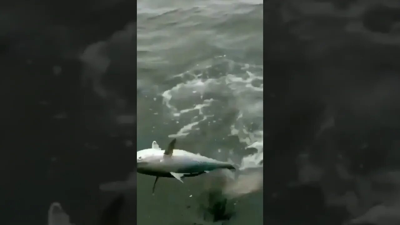 Small fish attacked by giant Fish 🐟 | #Shorts #Animals #Fishattack