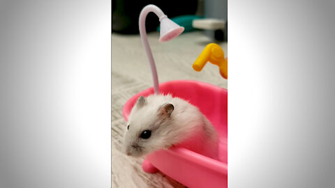 Cute Hamster in Bathtub