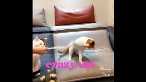 crazy funny cat 2021
