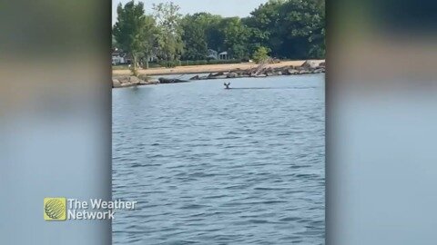 Boater herds a deer back toward shore