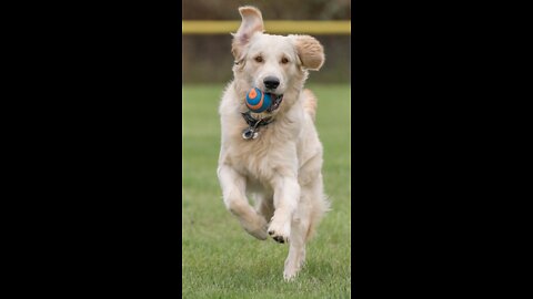 Dog Golden are very beautiful, cute.