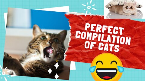 BEST CAT FAILS COMPILATION (FUNNY)