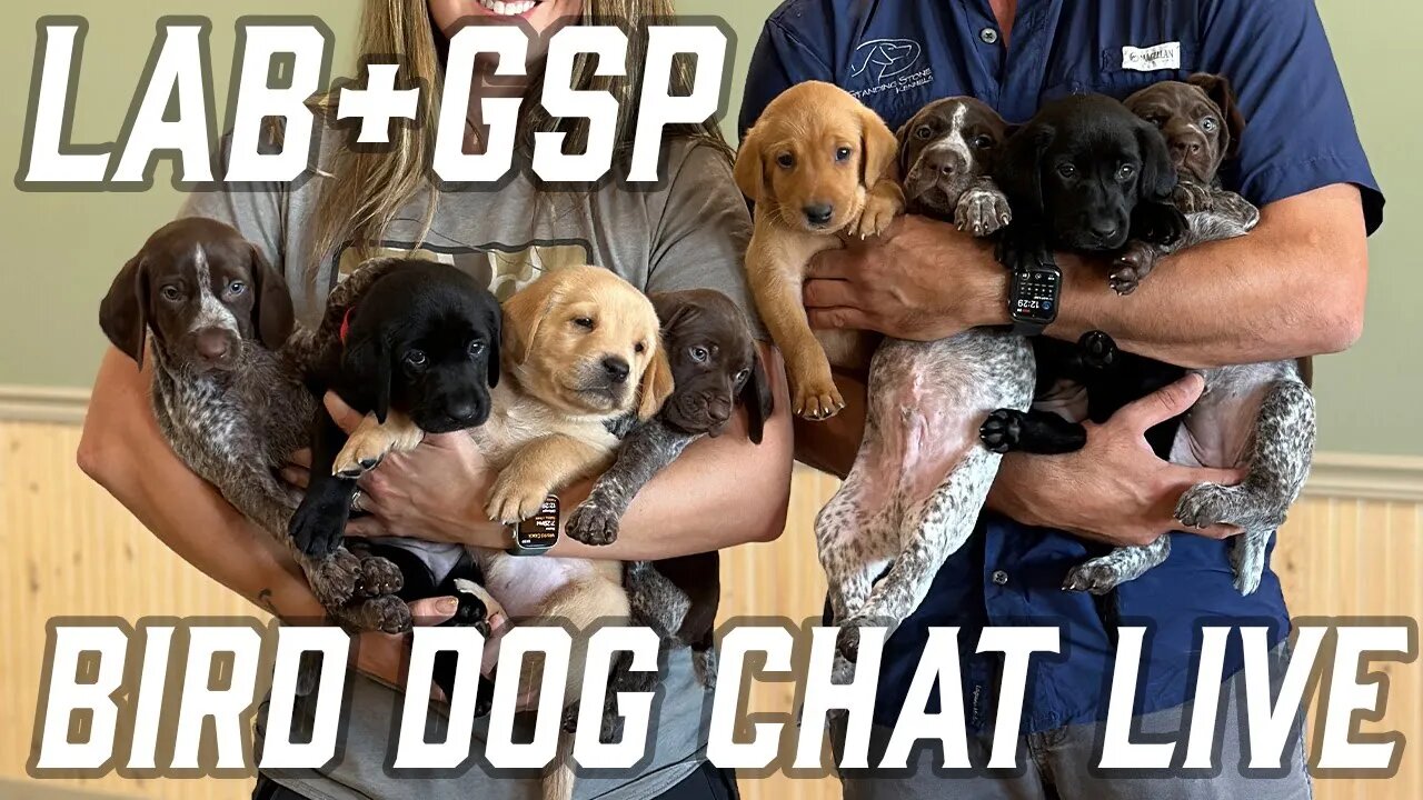 Lab and GSP Puppies Play Together - Bird Dog Chat with Ethan and Kat