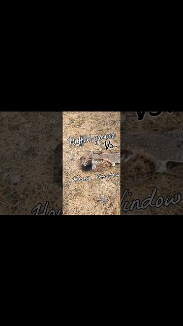 Ruffed Grouse Vs. House Window {That was loud.} \\ [Spring 2023, Quebec Canada]