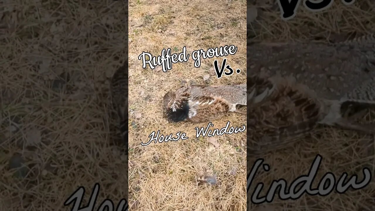 Ruffed Grouse Vs. House Window {That was loud.} \\ [Spring 2023, Quebec Canada]