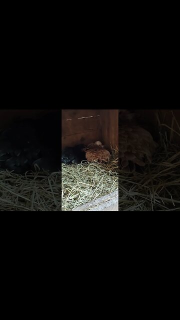 Good Morning Bantam Hens sitting on eggs