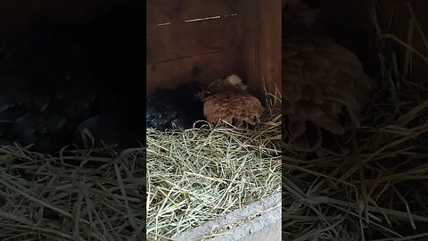 Good Morning Bantam Hens sitting on eggs