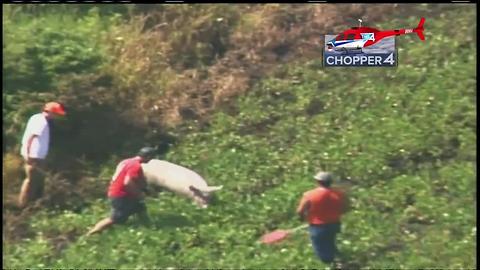 Pigs on the run after truck rollover in Wisconsin