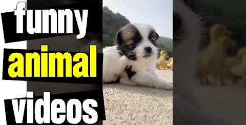 Funny Animal Videos - Awesome Funny Pet Animals | Cute Animals | Super Funny Dog Videos #short video