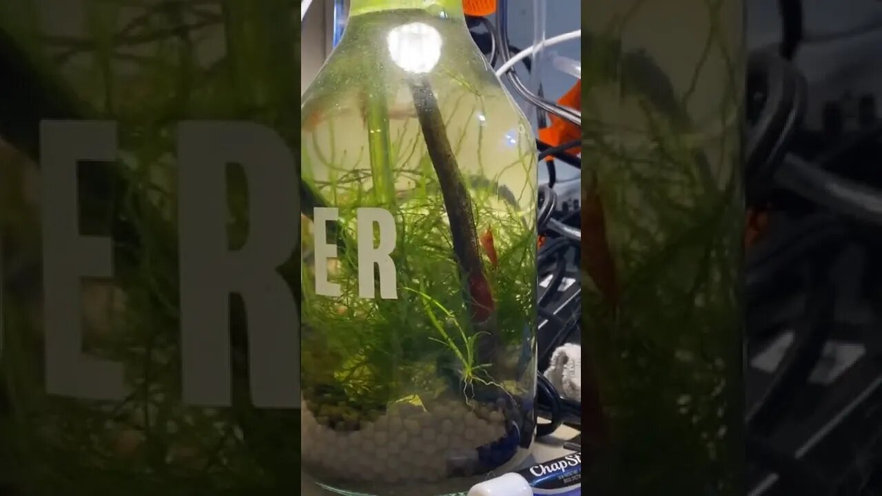 I month update - Neocaridina nano tank cider jug