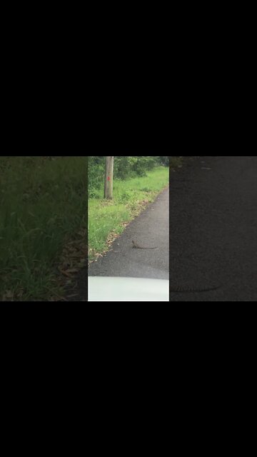 Stopping to wait for a lizard 🦎 to get off the road
