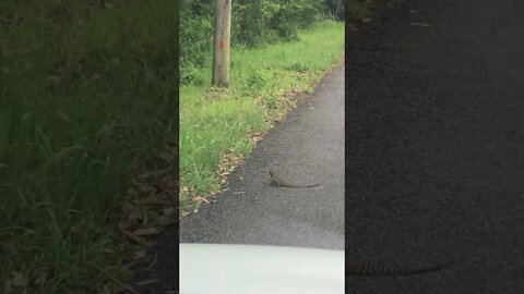 Stopping to wait for a lizard 🦎 to get off the road