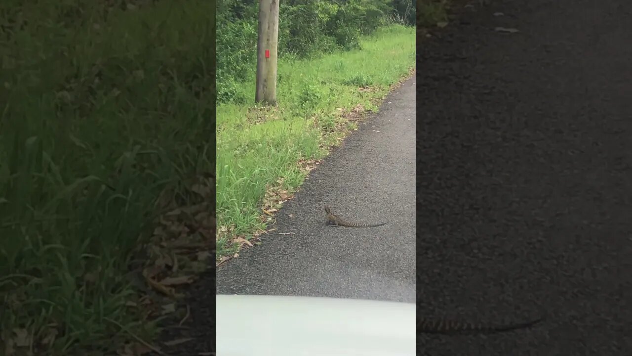 Stopping to wait for a lizard 🦎 to get off the road