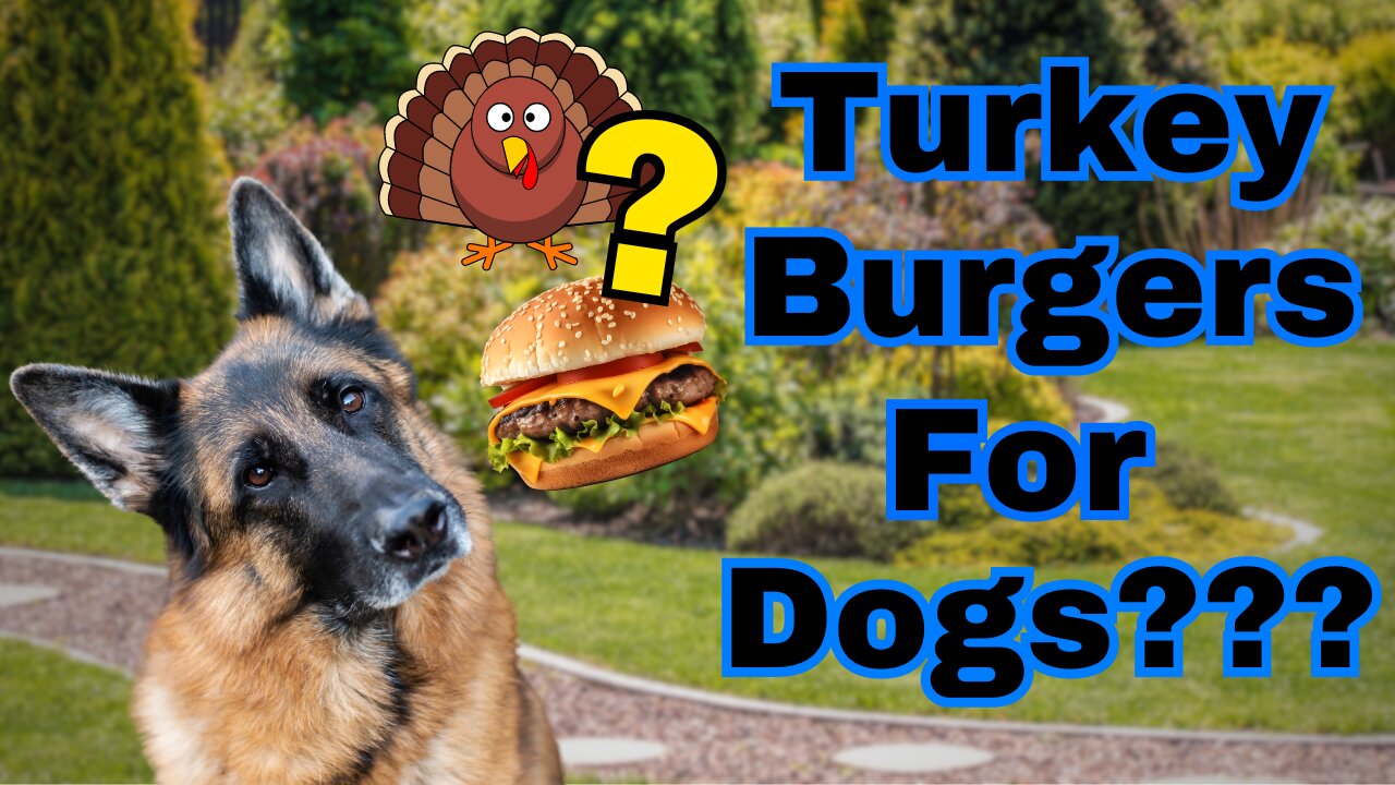 Why We Feed Raw Turkey Burgers to our German Shepherds!!!