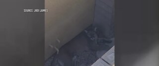 Mountain lion captured in Summerlin