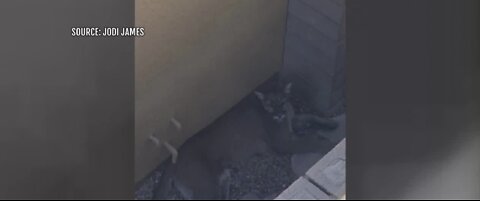 Mountain lion captured in Summerlin