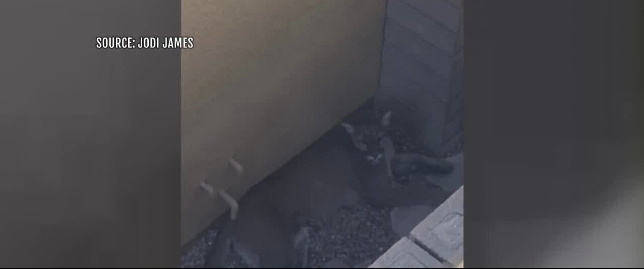 Mountain lion captured in Summerlin