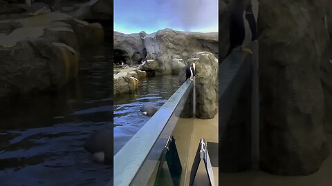 Will this penguin make its “Great Escape”? 🐧#shorts #zoo #penguin #enterthecronic