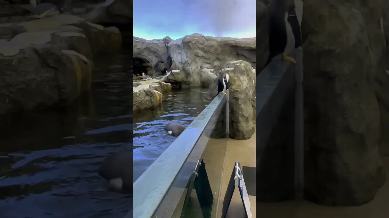 Will this penguin make its “Great Escape”? 🐧#shorts #zoo #penguin #enterthecronic