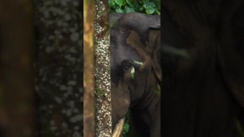 Angry Elephant #elephnat #angryelephant #ytshorts #shortsfeed #shortsvideo #animals #nature