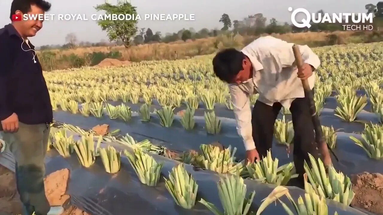 Harvesting the Most Delicious Pineapples in the World | Exotic Fruit Plantation