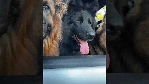 Dogs in car #funnyvideo #petvideos