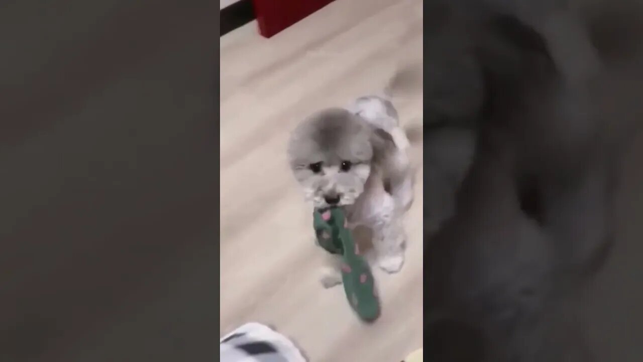 Cat Reaction to Toy - Funny Cat Toy Reaction Compilation
